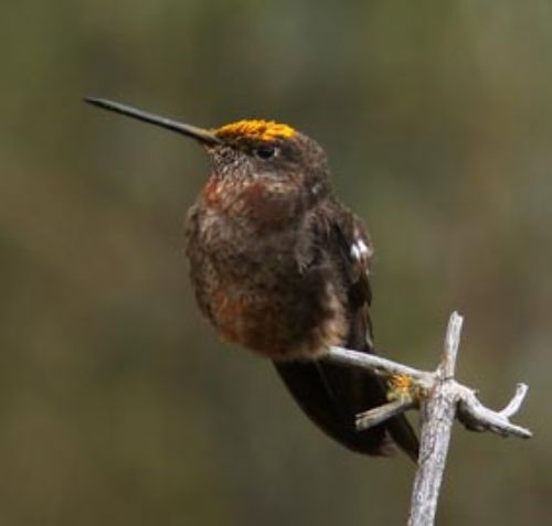 Giant Hummingbird - Photo: Roger Ahlman